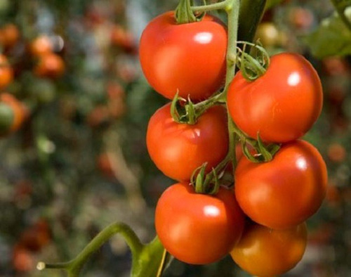50 Semillas De Tomate Canario+ Instructivo