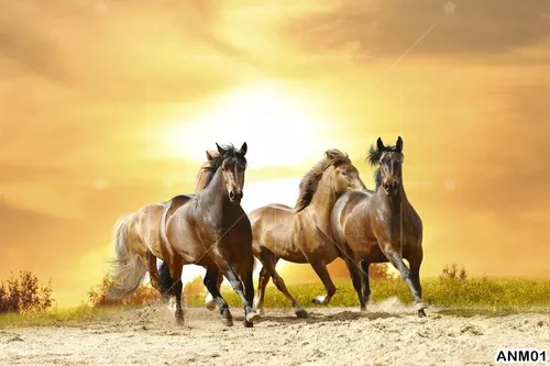 Papel De Parede Paisagem Animais Cavalo Pulando Céu M² Anm84