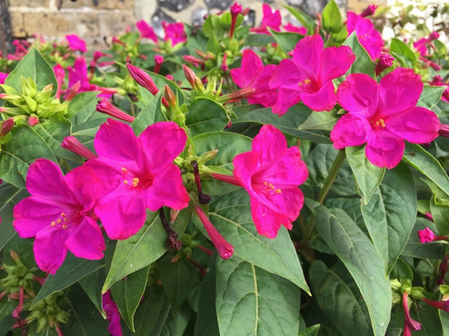 Semillas De Mirabilis Jalapa Huele De Noche Don Diego Rosa