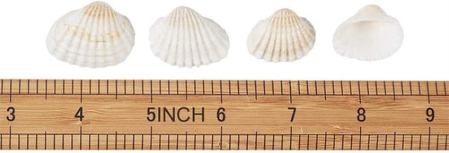 Pequeñas Conchas Marinas Pequeñas Almejas Blancas A Granel C