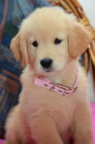 Golden Retriever Cachorro 2 Meses Bebe Mercado Libre Golden Retriever Cachorro 2 Meses Bebe Mercado Libre