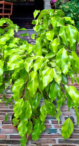 Imperdible Ficus Benjamina + Obsequio Humus Liquido Abono /