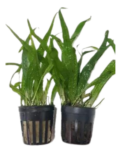 Helecho Microsorum Phillipine Mini (planta Acuática) 