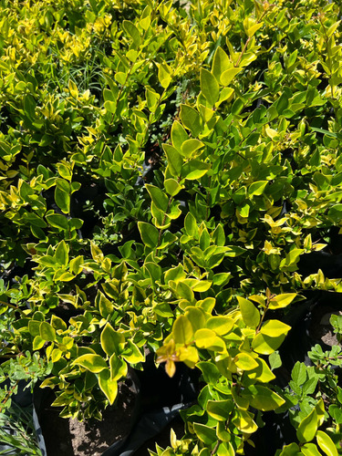 Planta Cerco Vivo Oleo Texano Aurea