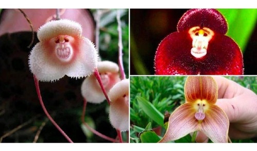 Orquidea Cara Macaco | MercadoLivre 📦