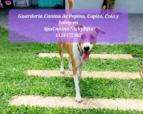 Guardería Y Estetica Canina Perritos Chicos,medianos,grandes