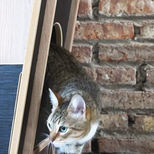 Imagen 6 de 10 de Bandeja Sanitaria Para Gatos Zuri - Diseñamos Y Fabricamos!