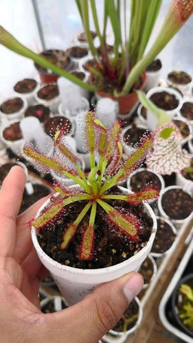 Planta Carnívora Drosera Broad Leaf 