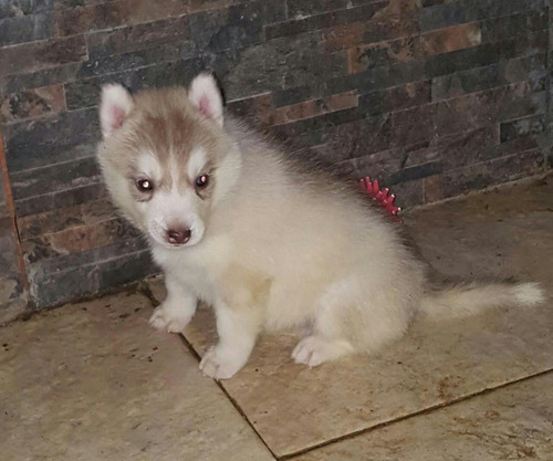 Exelentes Cachorros Siberian Husky Hijos De Campeones Argent