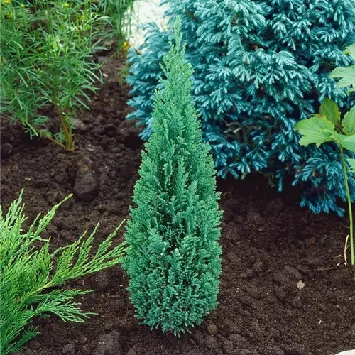 Chamaecyparis Lawsoniana Ellwoodii Pillar, Conífera !
