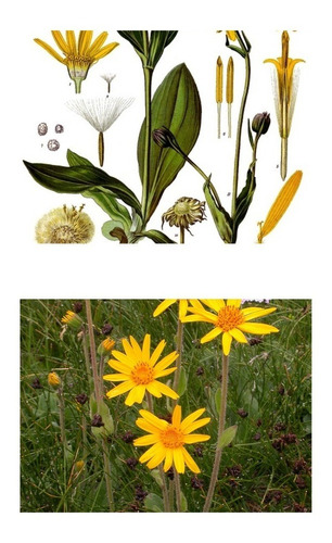 Arnica Montana Verdadeira Erva Medicinal Sementes Para Mudas