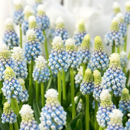 Sementes Flor Jacinto Uva Muscari Cor Variada P/muda E Vasos