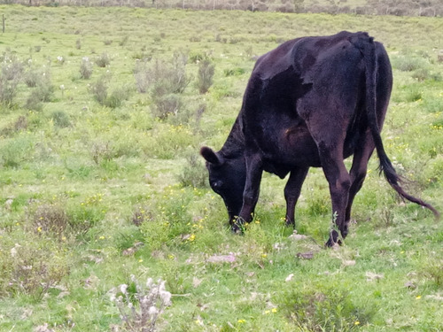 Vendo Vaca Preñada ,pare En Unos 4 Meses(la Negra) Y Ternera