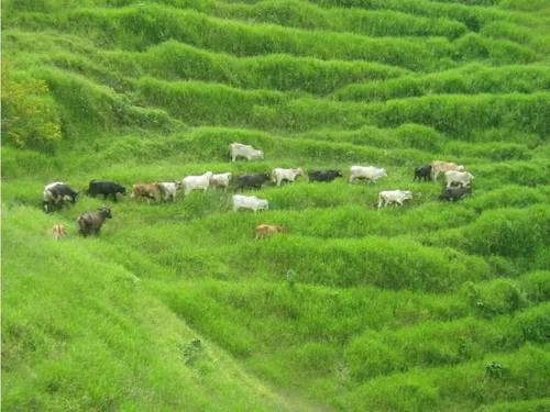 Finca En Vender En Dabeiba