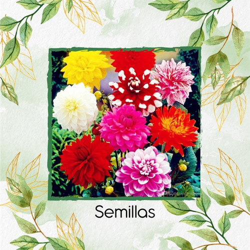 300 Semillas Flor Dalia Decorativa  + Obsequio Germinación