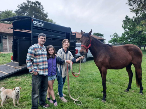Trailer Minimetal Para 2 Caballos Homologado