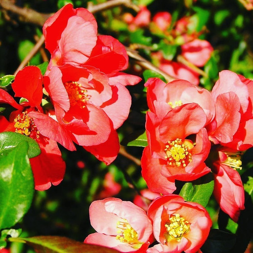 Imagen 3 de 4 de Membrillo De Flor, Chaenomeles Japonica 10lts