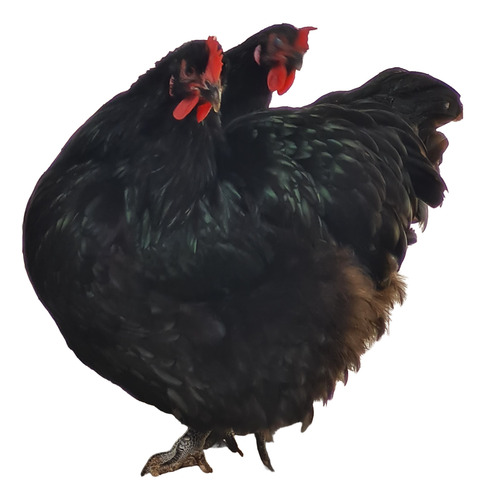Ovos Férteis Galinha Orpington Negro - 12 Unidades