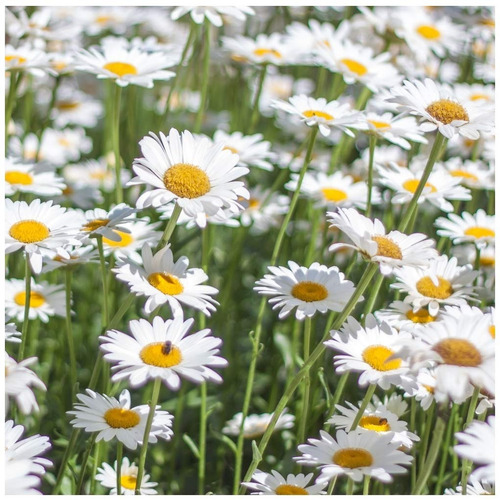 40 Sementes De Shasta Daisy Alaska Flor Margarida