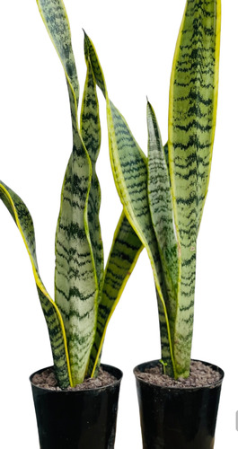 Sansevieria, Lengua Suegra, Espada De San Jorge 