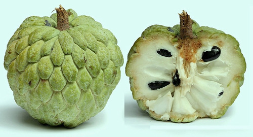 Imagem 8 de 9 de Sementes De Pinha Gigante Verdadeira - Annona Fruta De Conde