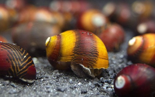 Caracoles Nerite Red Racer Para Acuario Nano Y Plantas Color