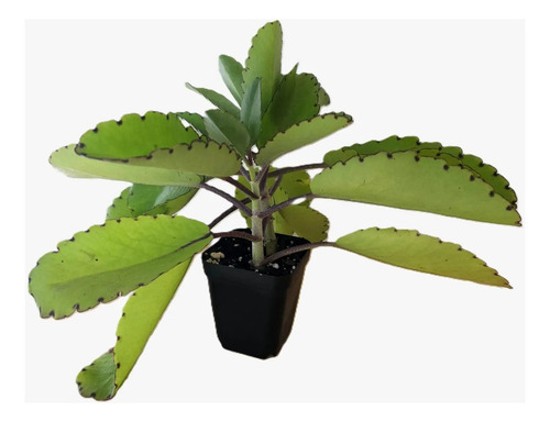 100 Hojas Frescas De Kalanchoe Pinnata