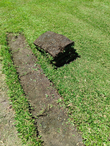 Césped Grama Bahiana Premium - Productores - Zona Norte
