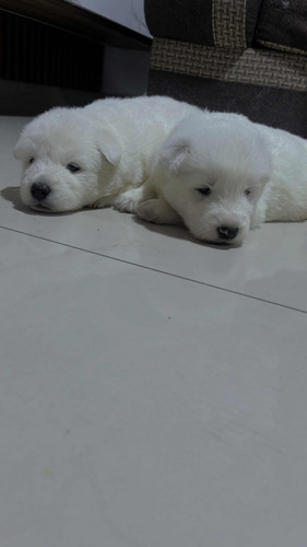 Cachorros Samoyedo