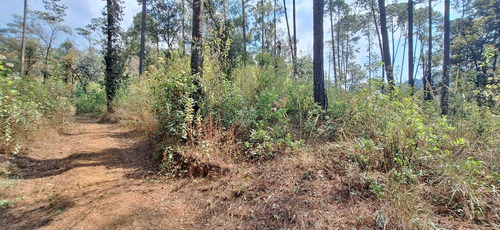 Gran Oportunidad! Terreno De 40 Hectáreas Sobre Carretera A Los Saucos