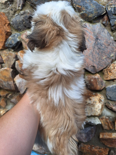 Perro Cachorro Shitzu Shih Tzu 