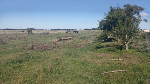 Imagen 4 de 15 de Venta,de Importante Campo En Roberto. J. Payro, Partido De Magdalena.