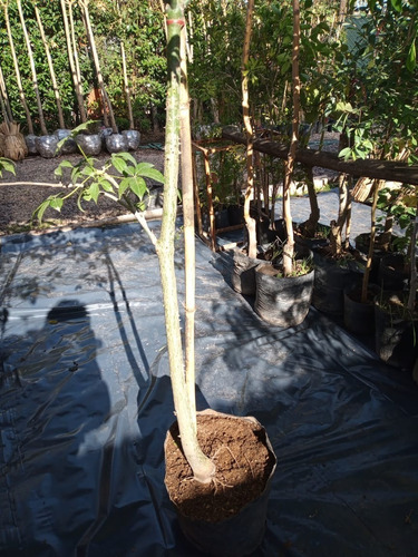 Arbol Palo Borracho - Hermoso - Entrega Caba Y Gba