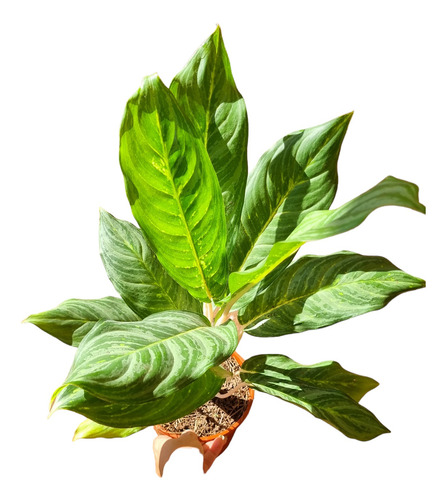 Aglaonema Crispum