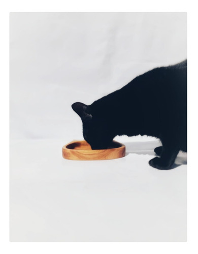 Imagen 7 de 8 de Comedero Plato Para Gatos Combo X 3 Unidades - Envio Gratis