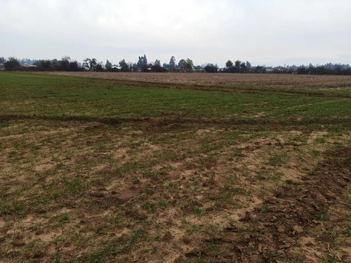 Terreno Agrícola En Venta, Campo De 16,4 Ha, San Clemente