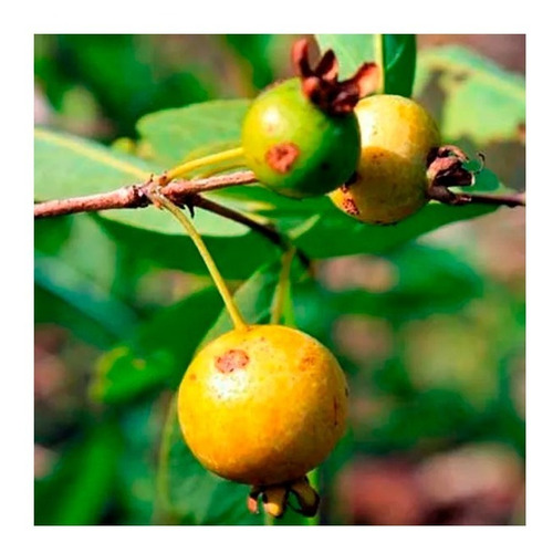 3 Mudas De Guavira Planta Do Cerrado