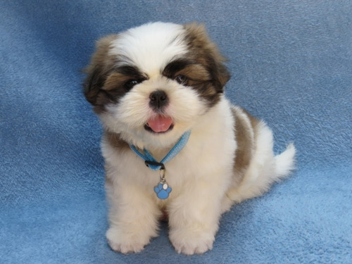 Shitzu Mini Macho Muito Lindo Filhote Shihtzu / Shih Tzu