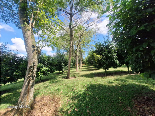 Venta Finca Hotel Tebaida Quindio Colombia Cod: 8431951