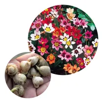 Comprar Bulbos De Sparaxis Flor Arlequina X10 Bulbos De Holanda