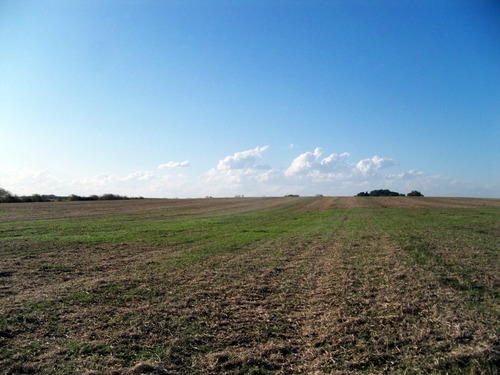 Campos Venta 119 Has Agrícolas Ganaderas Colonia Conchilas