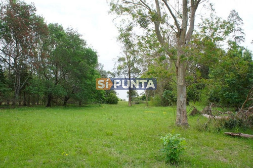 Imagen 6 de 10 de Chacra A La Venta En Laguna Del Sauce