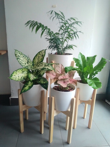 Set Plantas Interior Palmera Dieffenbachia Syngonium Helecho