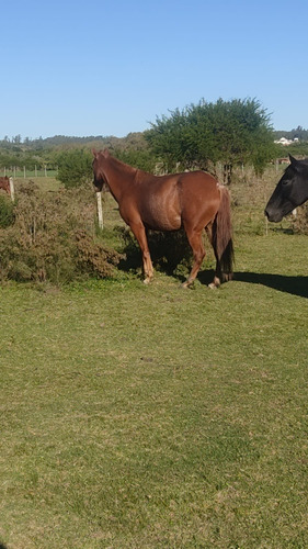 Caballo Peruano De Paso Con Pedigre