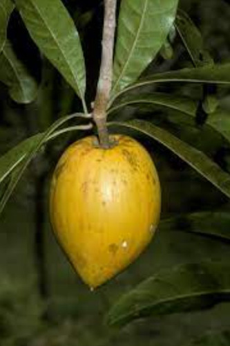Chicozapote Amarillo