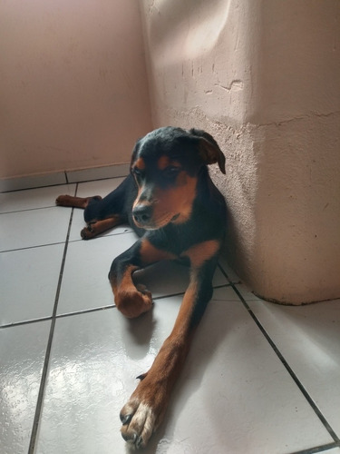 Imagem 3 de 5 de Vendo Rottweiler Fêmea 4 Meses
