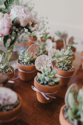Imagen 5 de 6 de Amor A Las Plantas, Recuerdo De Seculentas Coleccion Aa