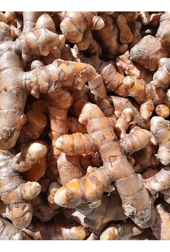 Açafrão Raiz Cúrcuma Açafrão Da Terra 30 Rizomas Frescos