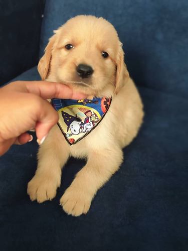 Cachorros Golden Retriver