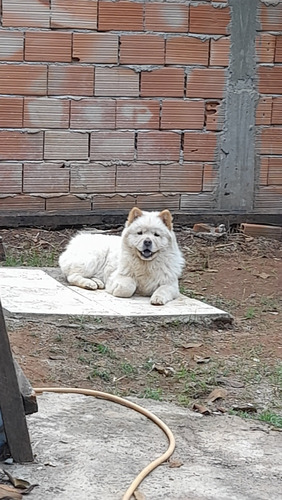 Chow Chow